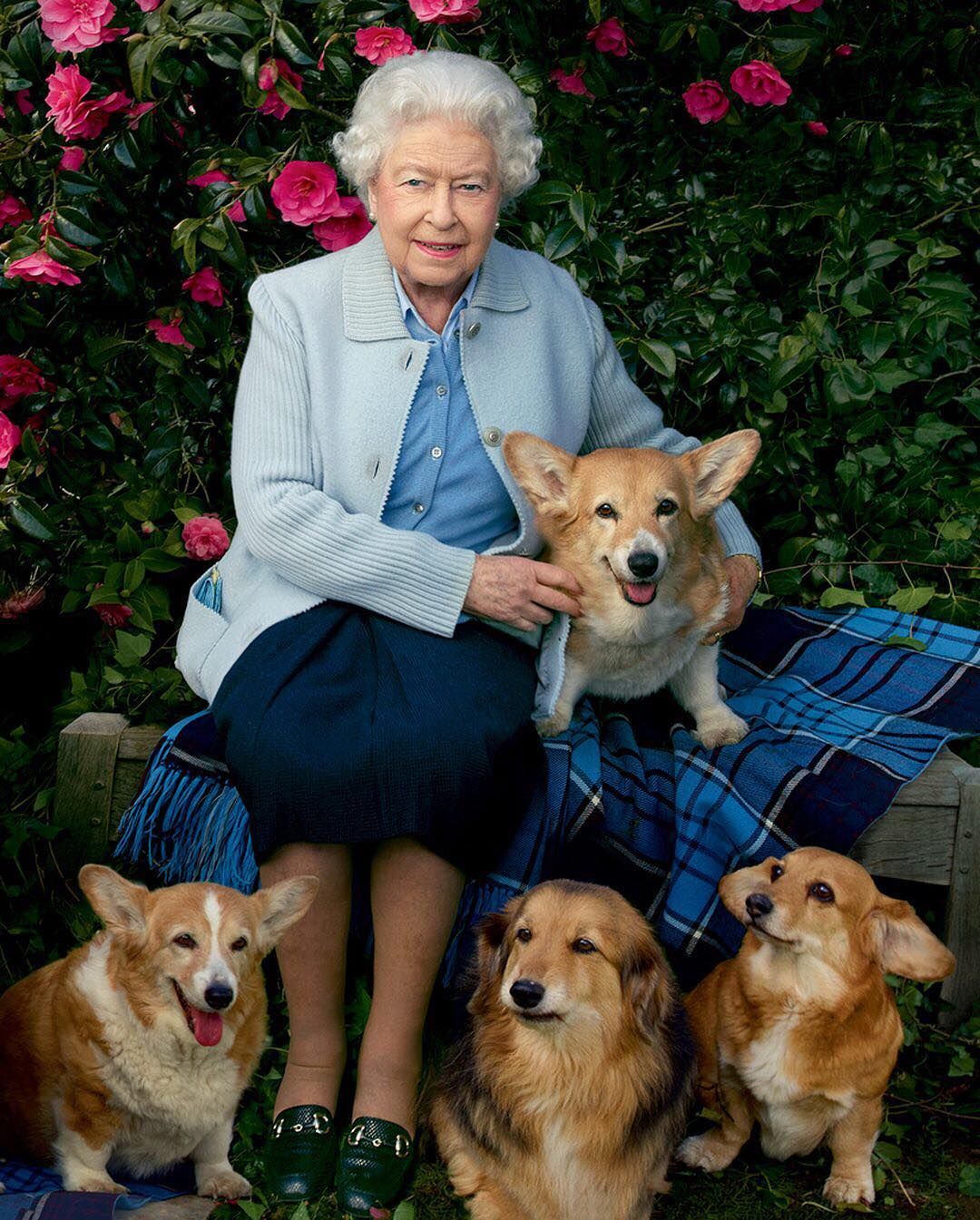 THE ROYAL CORGIS