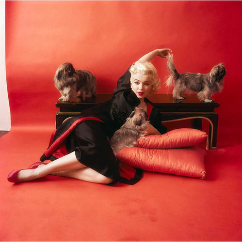 HOLLYWOOF'S PET MOMS