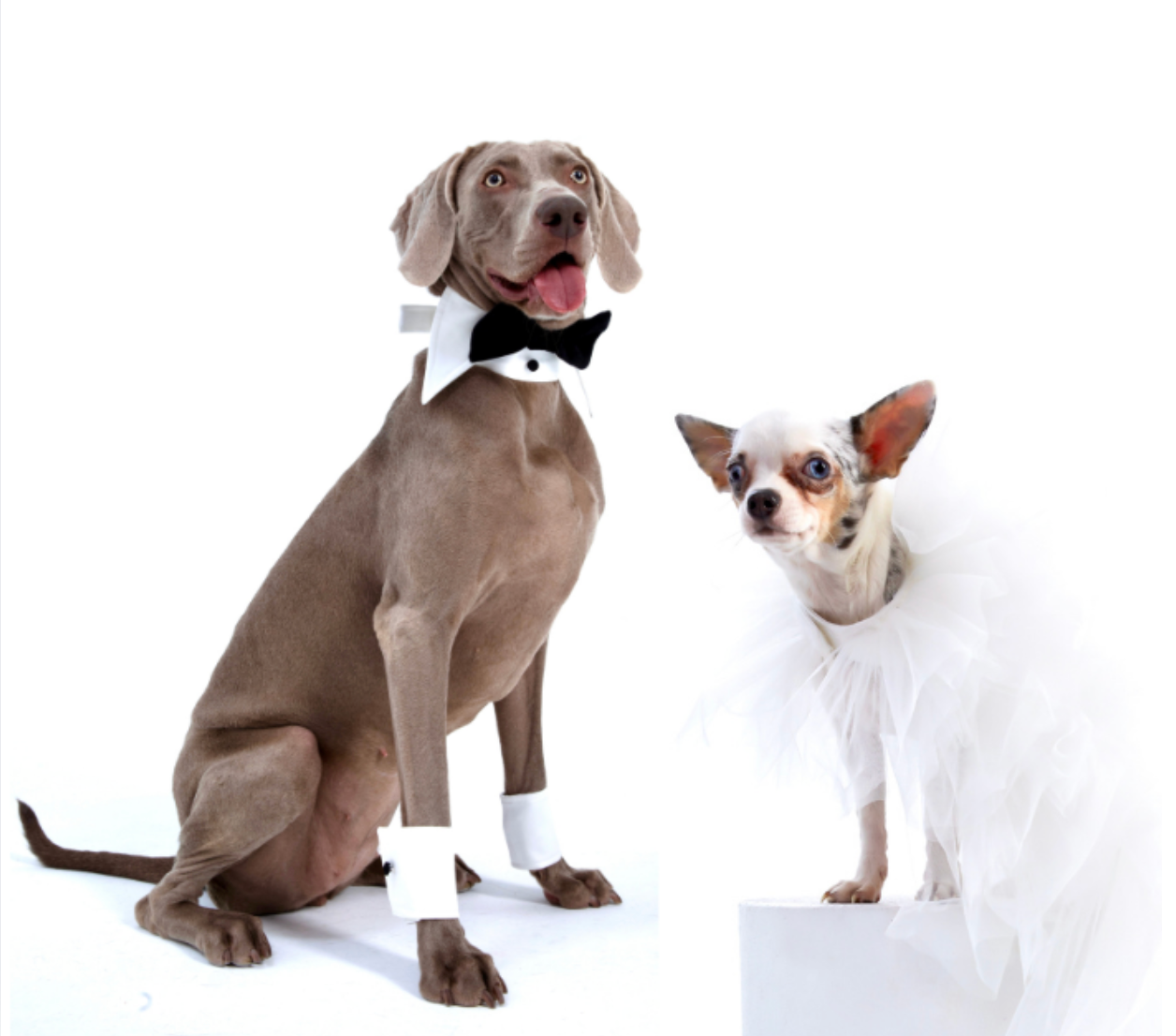 How to Include Your Dog or Cat in Your Wedding Day