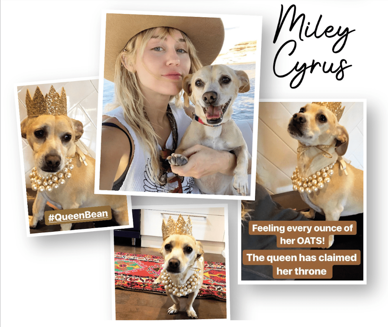 Miley Cyrus's dog Bean and the world of luxury pet fashion