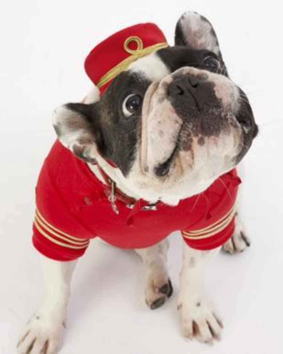 Empire Dog Sweatshirt