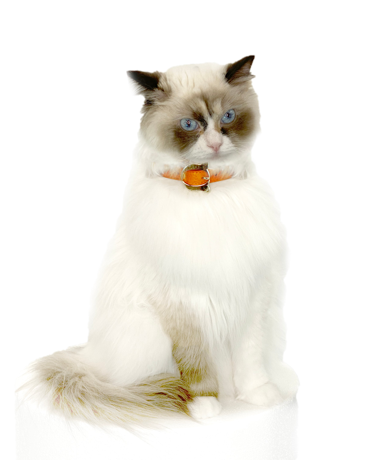 Lilo Cat Collar