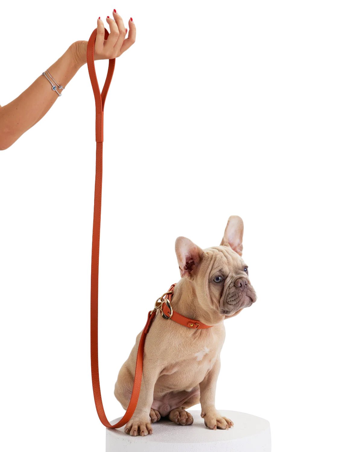 Balley Dog Leash - Moshiqa Store