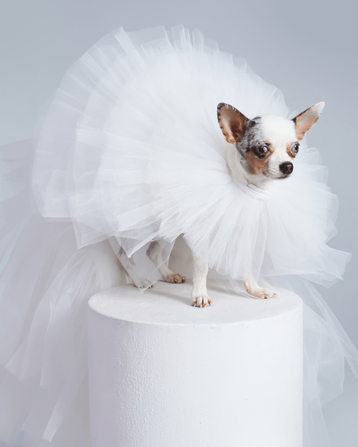 Bride Gown for Pets - Moshiqa Store