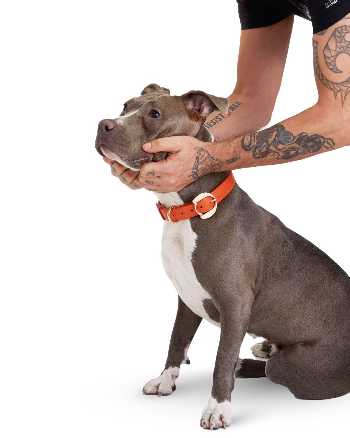 Hachiko Dog Collar - Moshiqa Store
