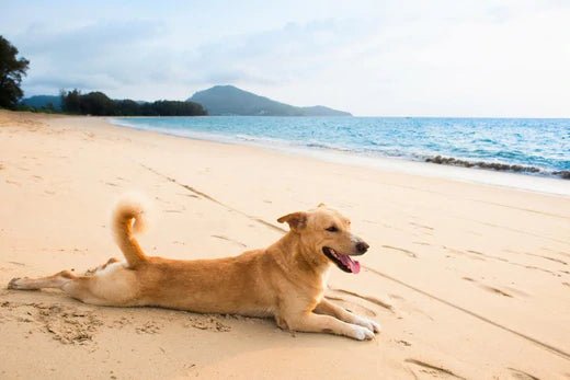7 Perfect Activities to Kick off Summer with Your Dog - Moshiqa Store