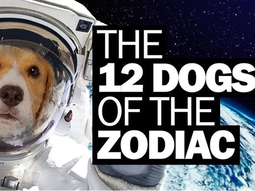The 12 Dogs Of The Zodiac…