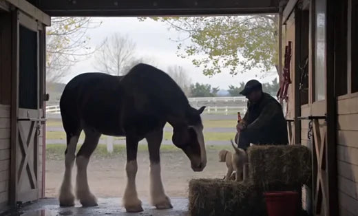 BEST FRIENDS FOREVER