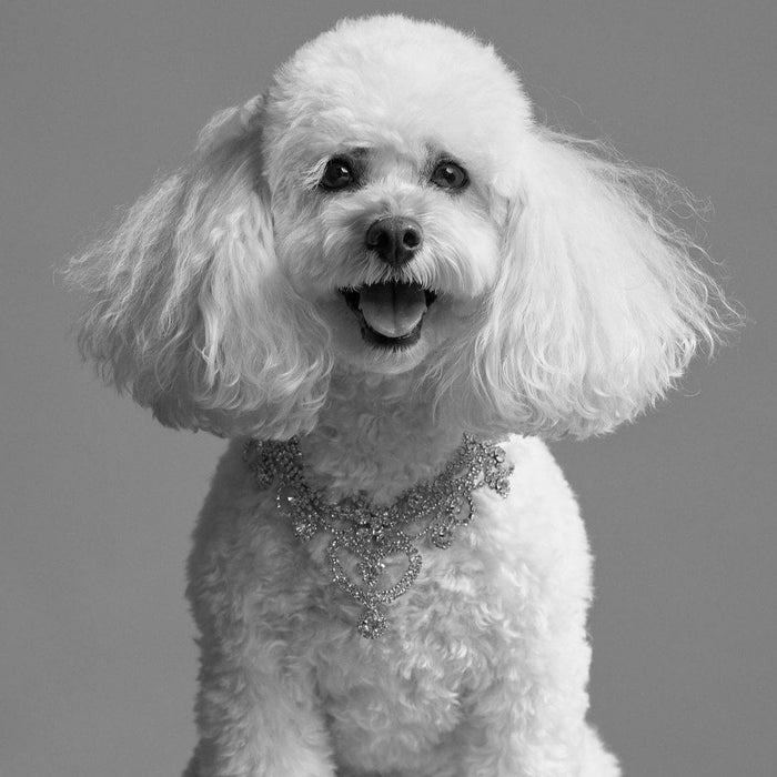 COCO THE PEEKAPOO - Moshiqa Store