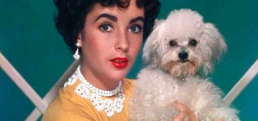 Elizabeth Taylor - Moshiqa Store
