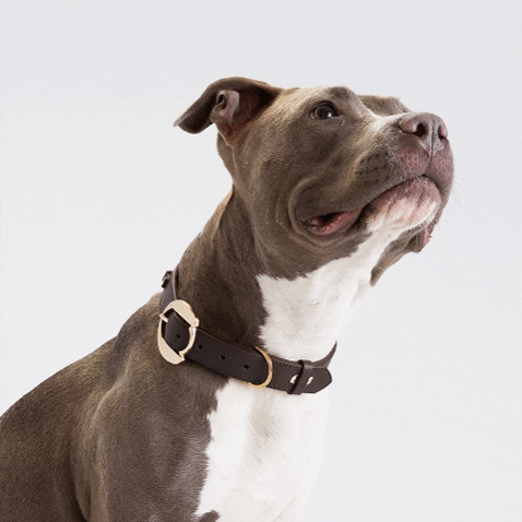 Why Ceramic Bowls Are the Best Choice For Your Pet?