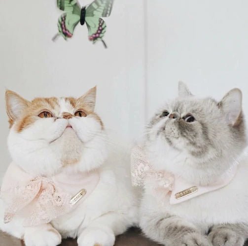 HAPPY INTERNATIONAL CAT DAY! - Moshiqa Store