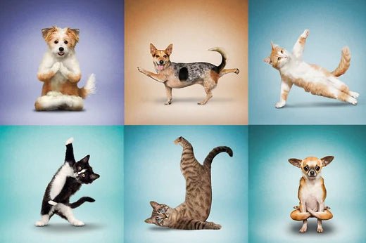 Happy International Yoga Day! - Moshiqa Store