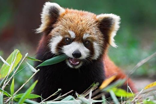 Happy World Wildlife Day! - Moshiqa Store