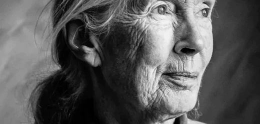 Jane Goodall - Moshiqa Store