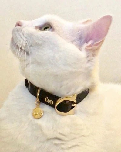 Just Purr-fect! - Moshiqa Store
