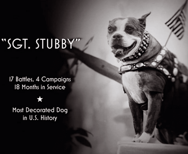 SGT. STUBBY: AN AMERICAN HERO - Moshiqa Store