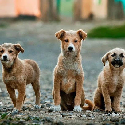 ADOPT, DONATE AND SAVE LIVES...