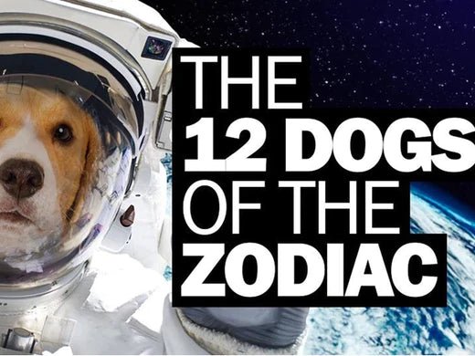 The 12 Dogs Of The Zodiac… - Moshiqa Store