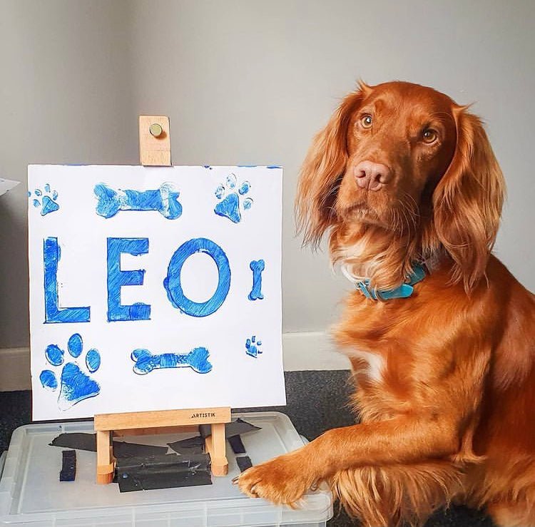 THE FURRY PICASSO