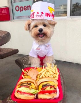 These Major Restaurants Have Secret Menus For Dogs - Moshiqa Store