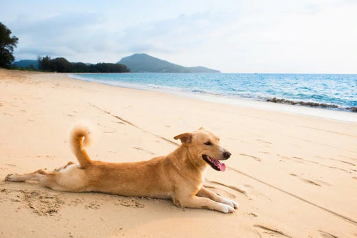 7 Perfect Activities to Kick off Summer with Your Dog