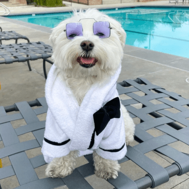 Why Dog Bathrobes Are the Cutest (and Most Useful!) Thing? - Moshiqa Store