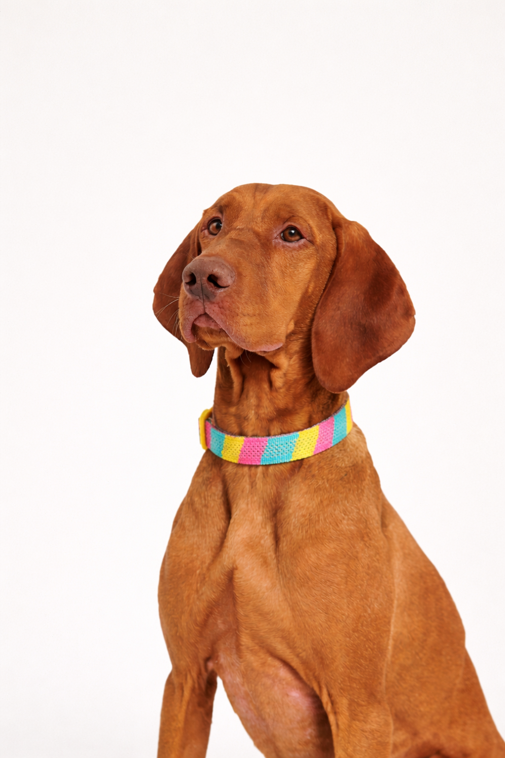 AirKnit™ Collar · Popshock