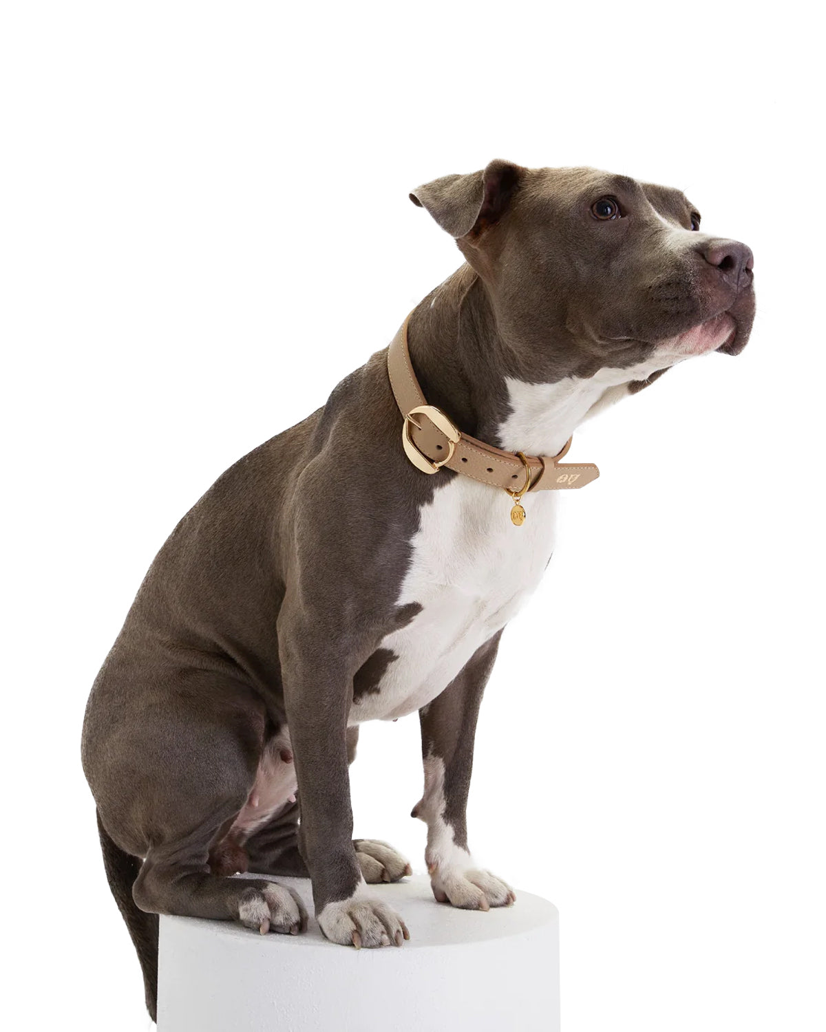 Hachiko Dog Collar