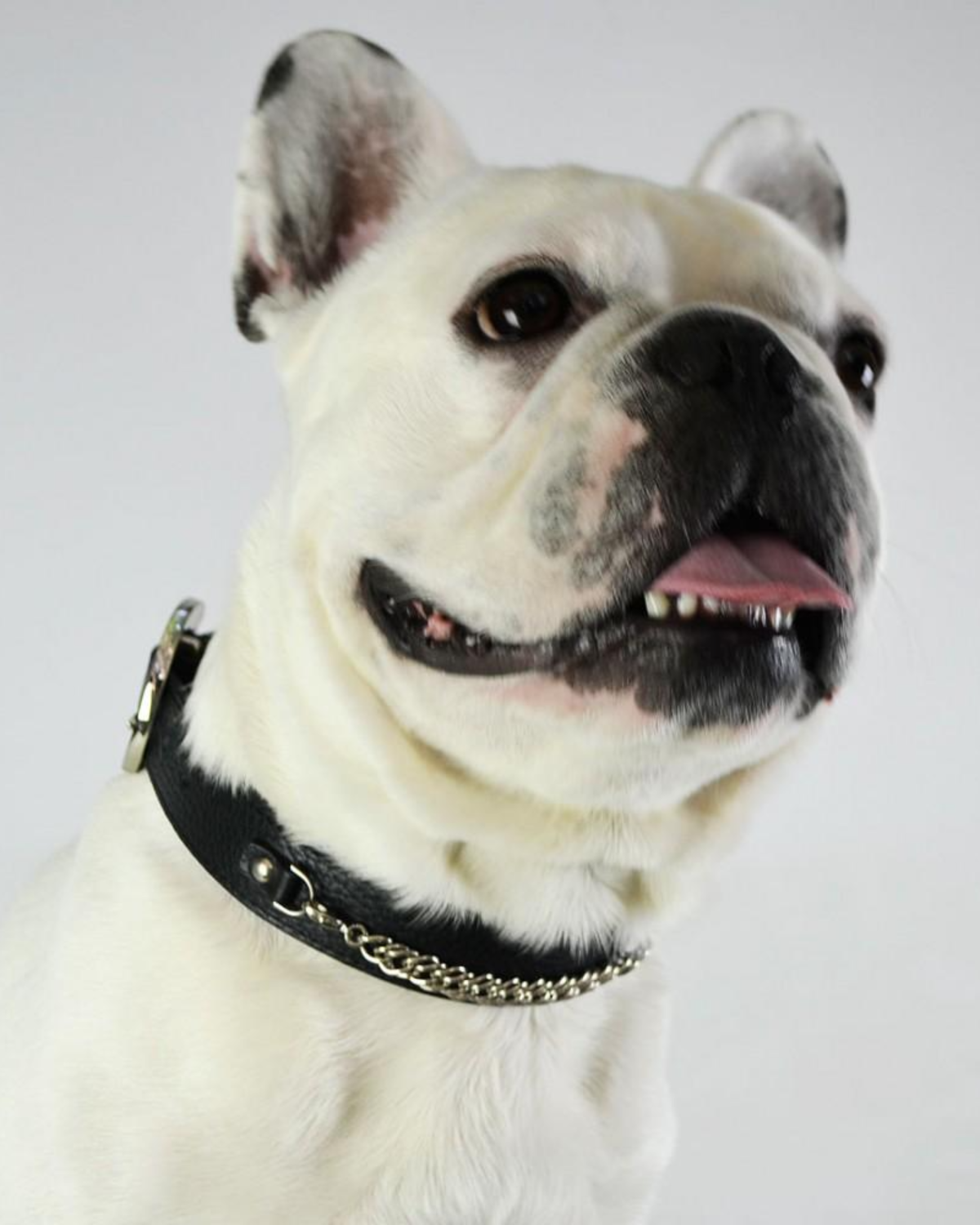 Bello Dog Collar