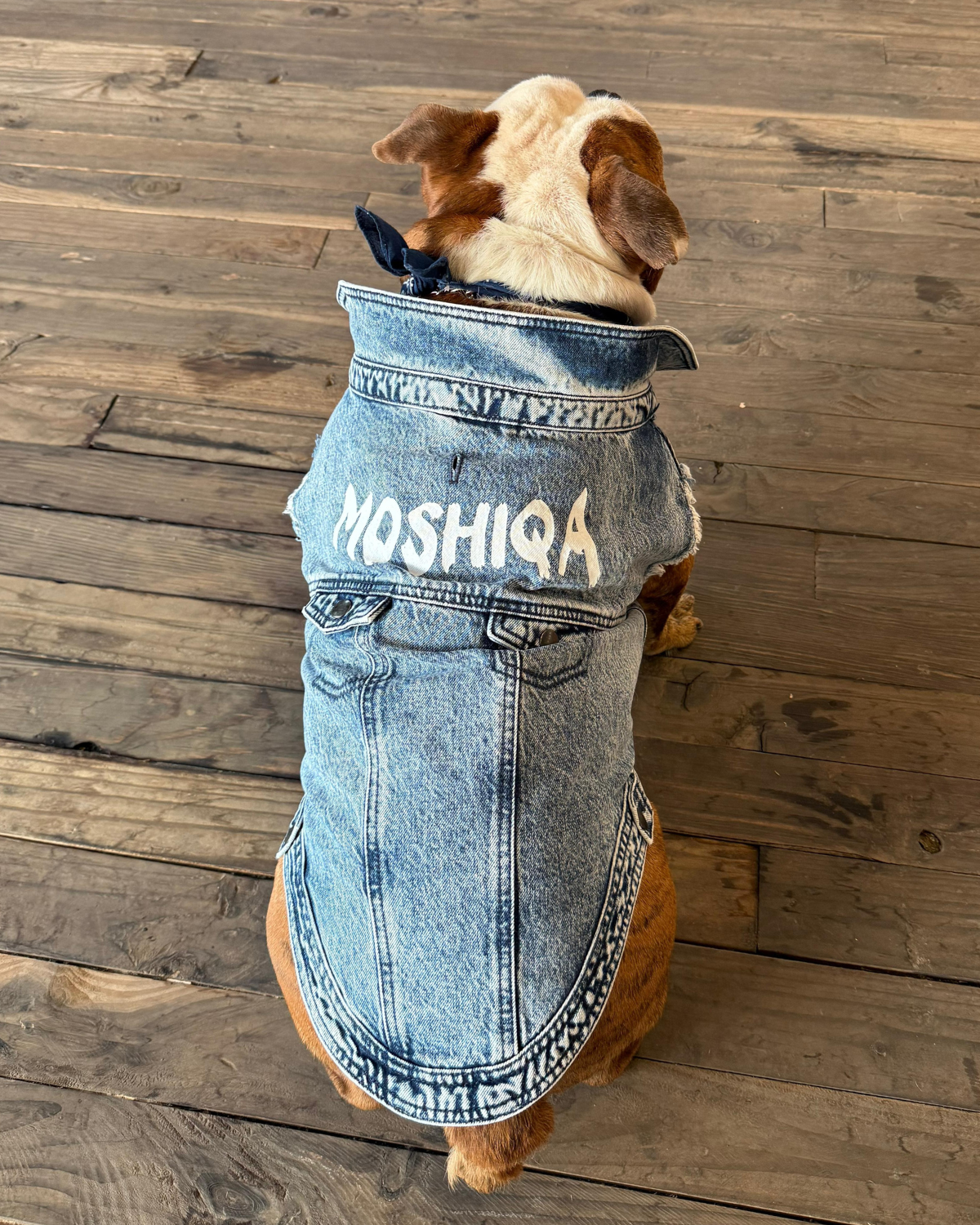 Moshiqa Denim Dog