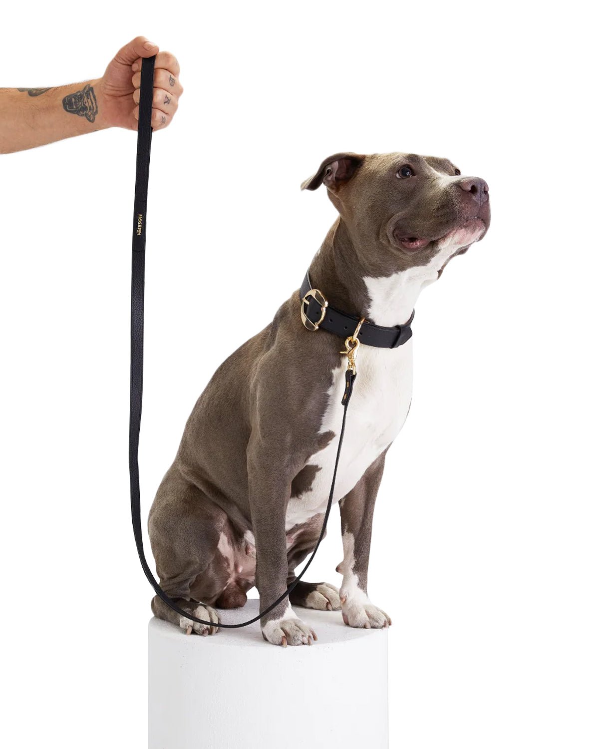 Balley Dog Leash - Moshiqa Store