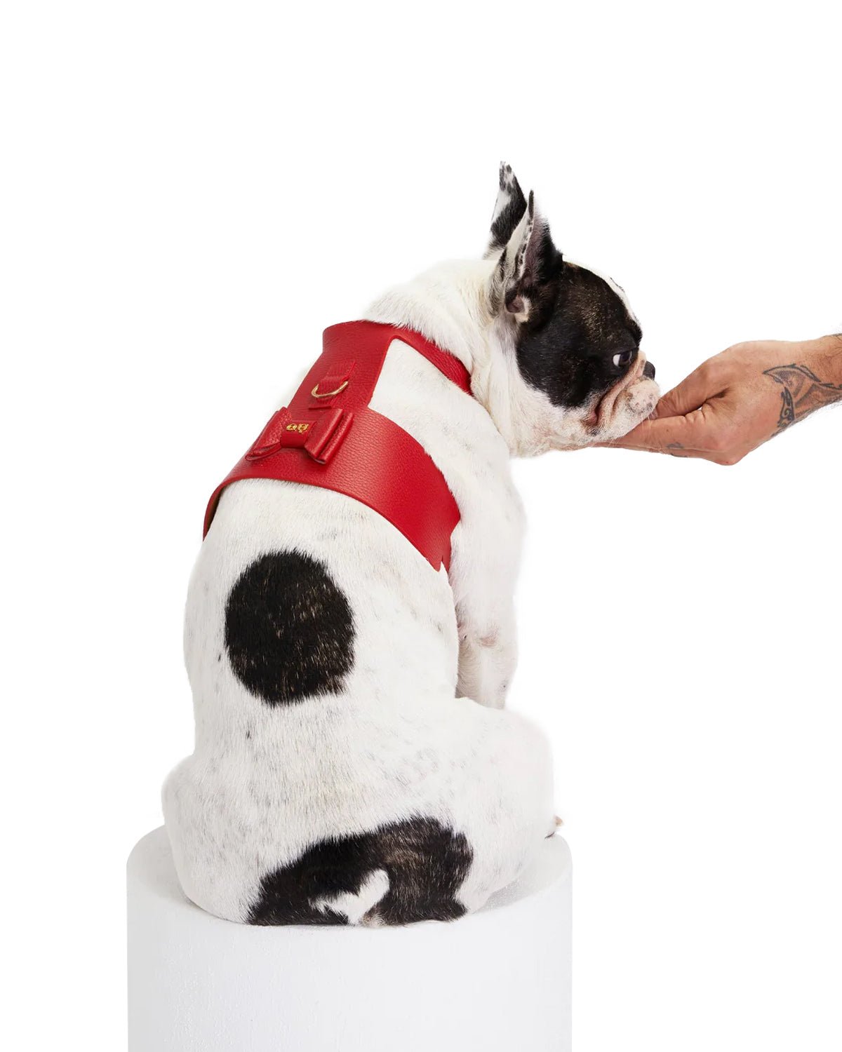 Bijou Dog Harness - Moshiqa Store