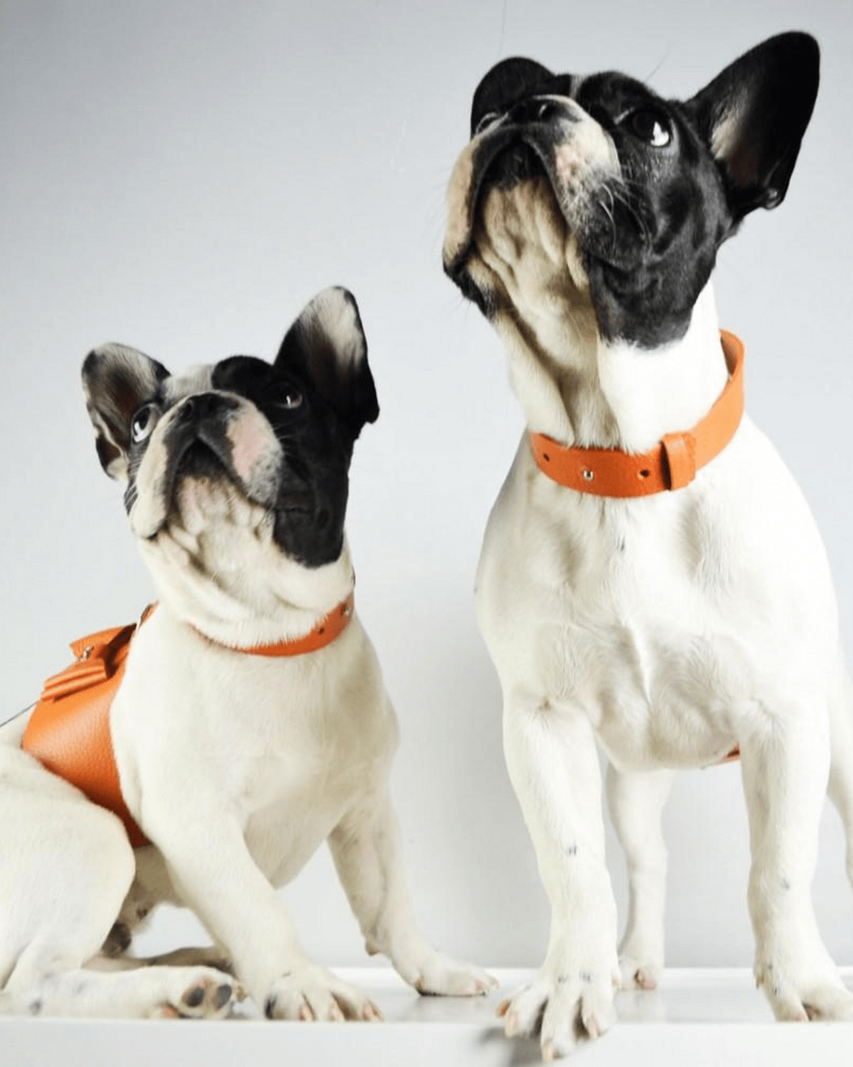 Bijou Dog Harness - Moshiqa Store