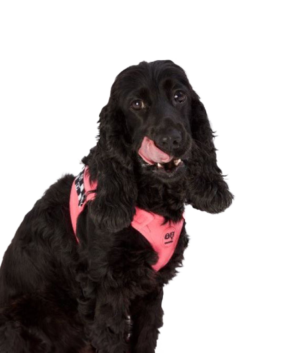 Bonbon Dog Harness - Moshiqa Store