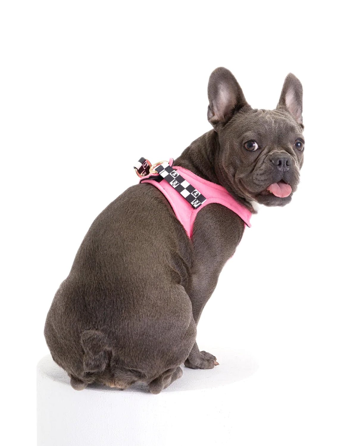 Bonbon Dog Harness - Moshiqa Store