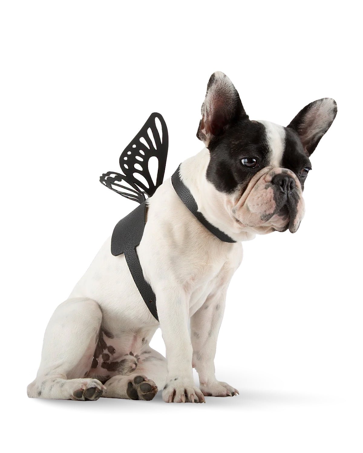 Moshiqa Butterfly Effect Dog Harness in Black at Nordstrom, Size Small Moshiqa Butterfly Effect Dog Harness in Black at Nordstrom, Size Small