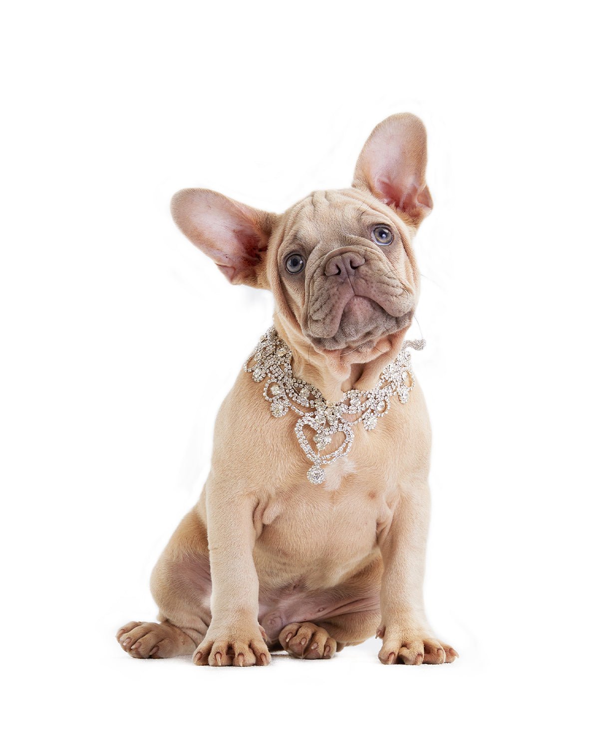Christian Cowan Dog Necklace - Moshiqa Store