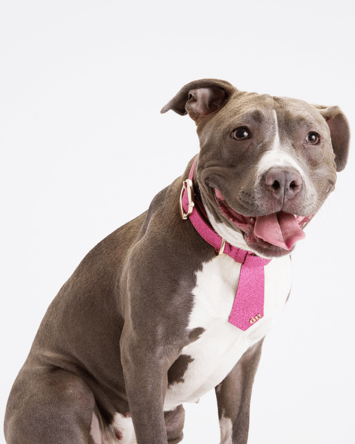 Christian Cowan Dog Tie - Moshiqa Store