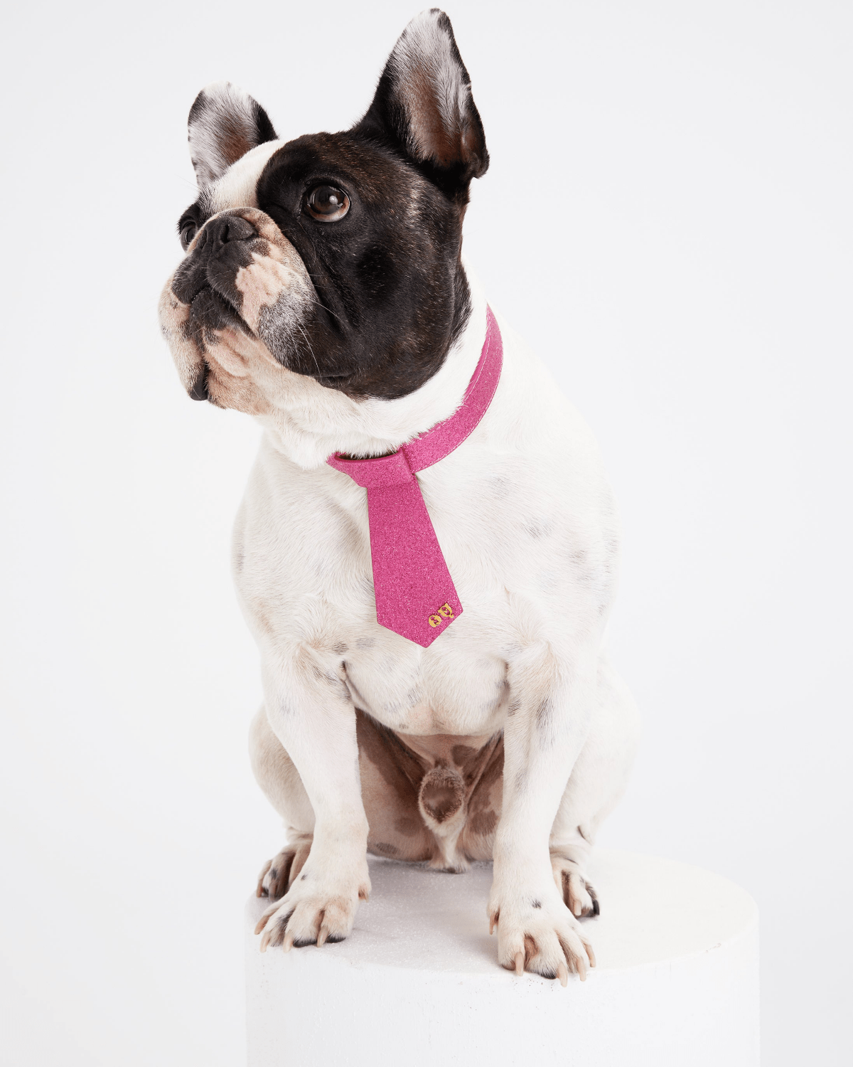 Christian Cowan Dog Tie - Moshiqa Store