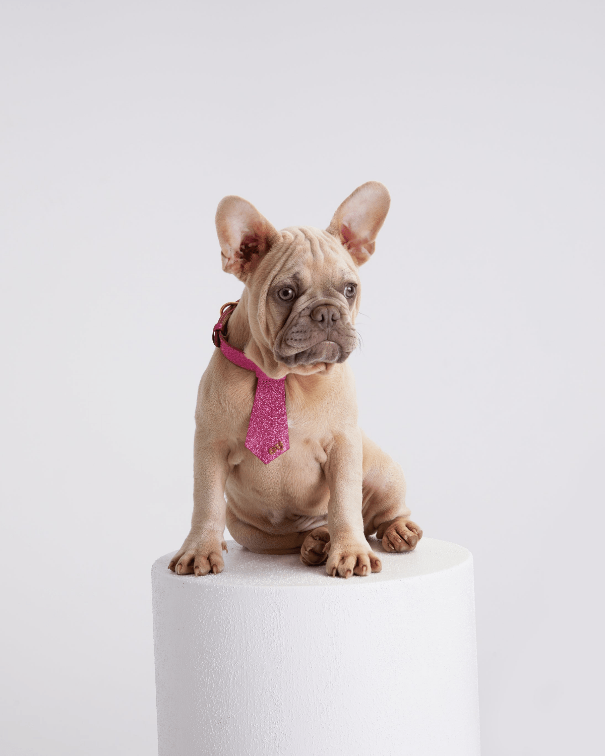 Christian Cowan Dog Tie - Moshiqa Store