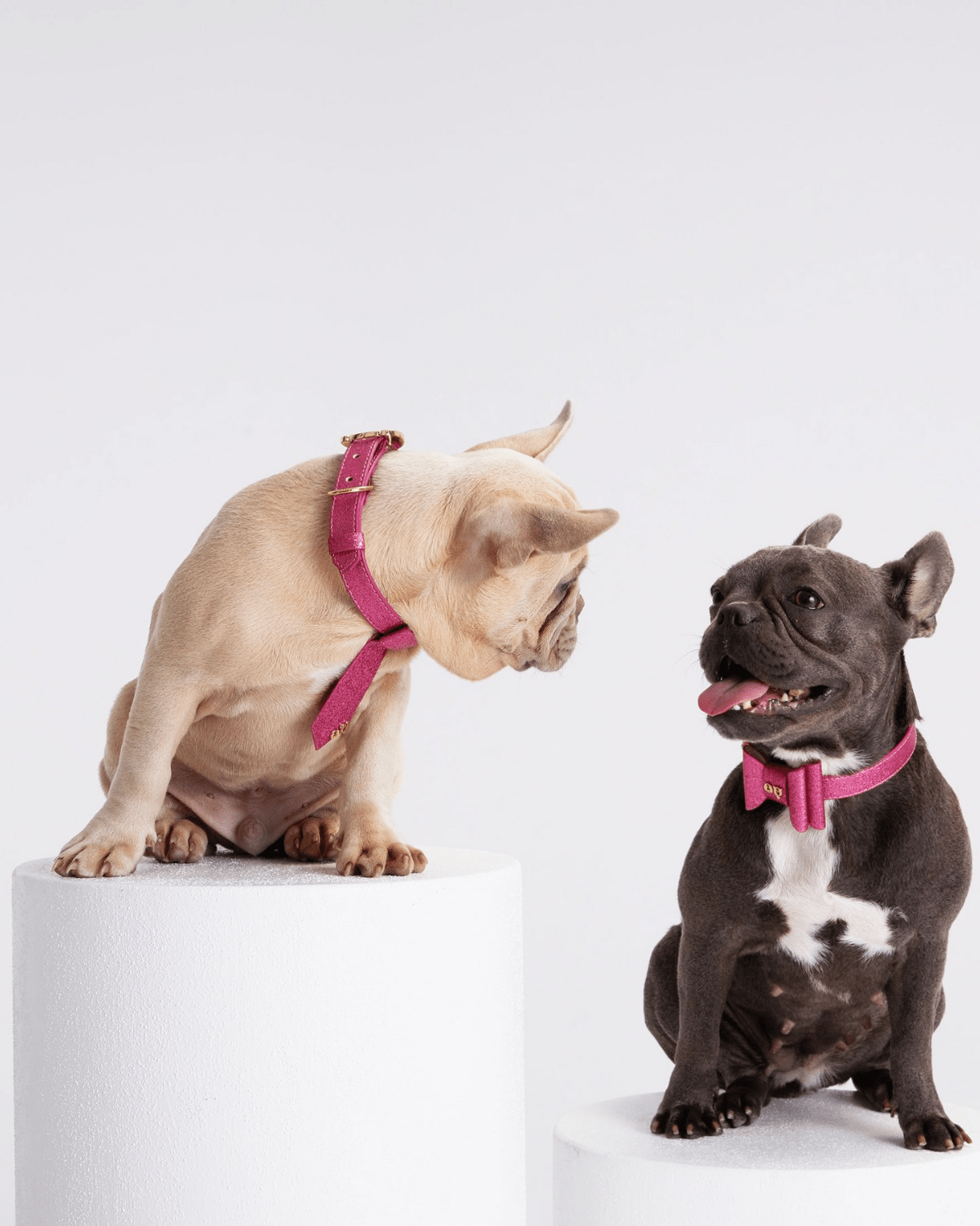 Christian Cowan Dog Tie - Moshiqa Store