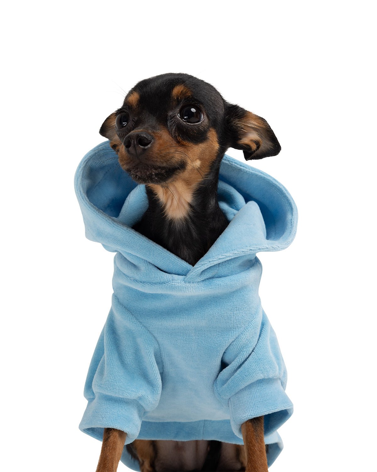 Cute But Psycho Dog Hoodie - Moshiqa Store