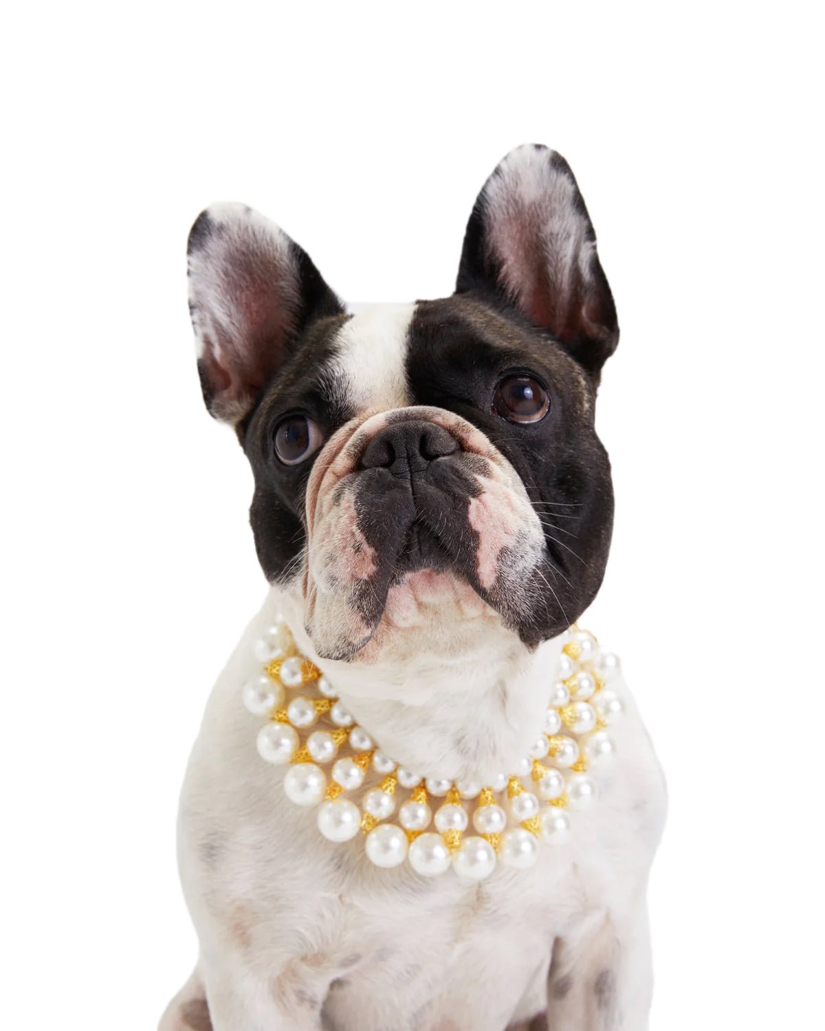 Dubai Dog Necklace - Moshiqa Store