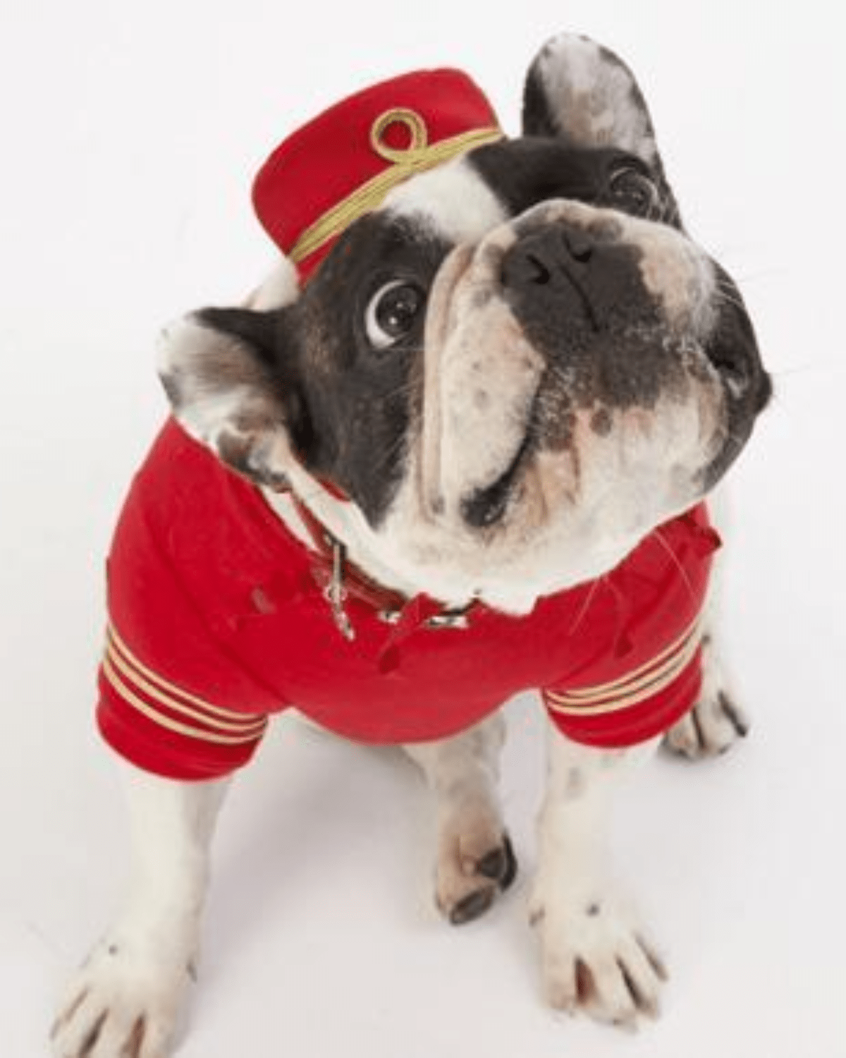 Empire Dog Sweatshirt - Moshiqa Store