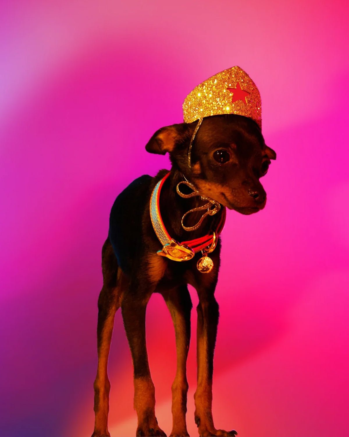 Golden Star Tiara for Canines - Moshiqa Store