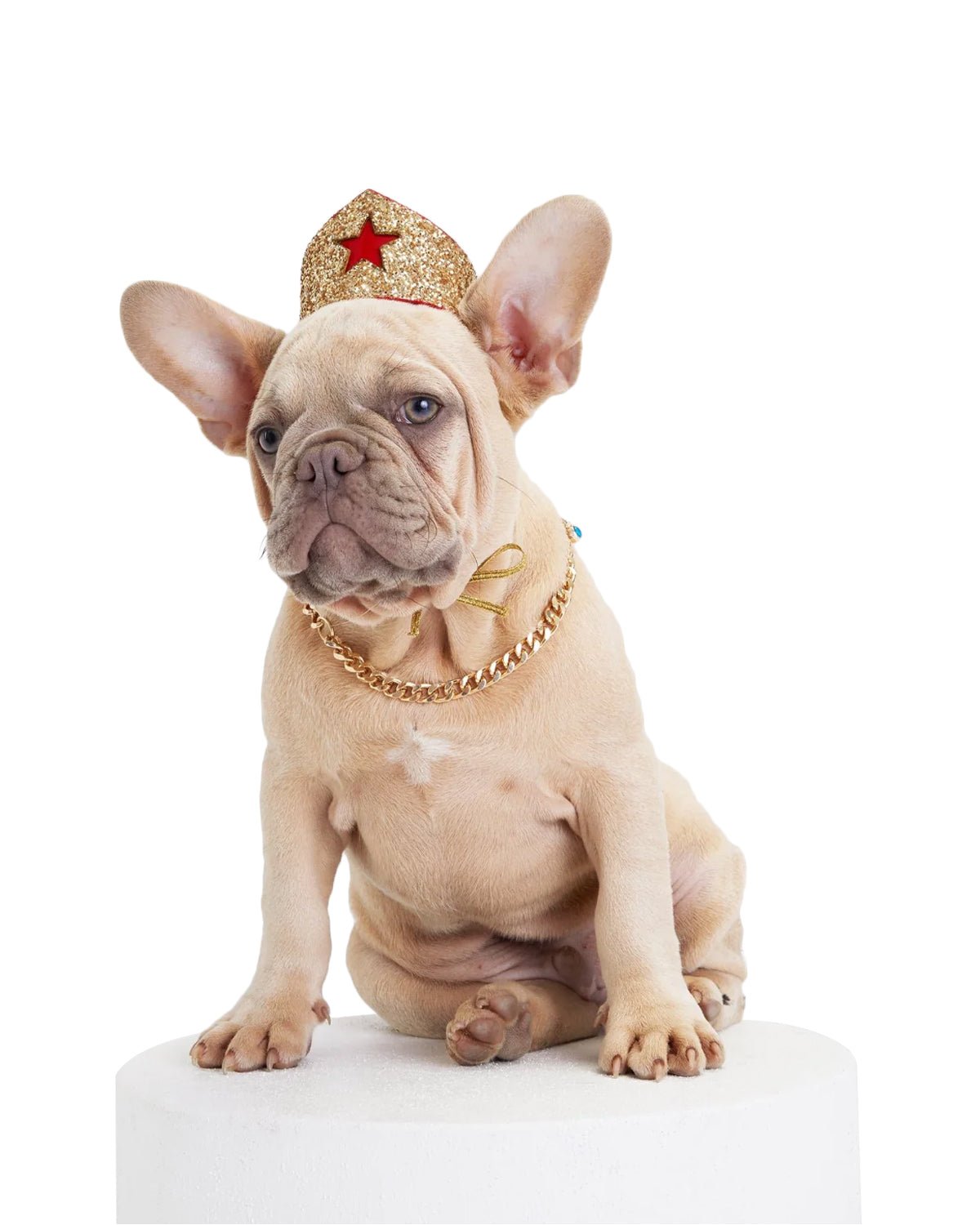 Golden Star Tiara for Canines - Moshiqa Store