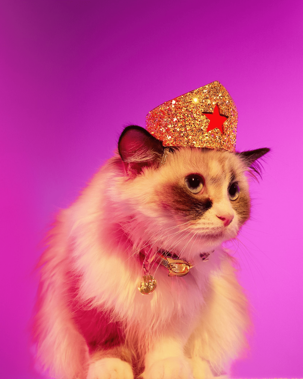 Golden Star Tiara for Felines– Moshiqa Store