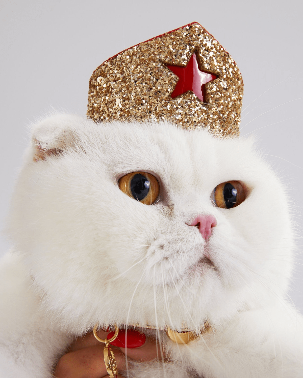 Golden Star Tiara for Felines - Moshiqa Store