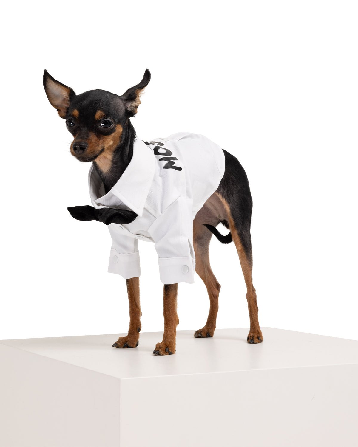 Groom Dog Shirt - Moshiqa Store